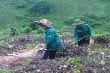 Điện Biên: Cao su giúp nâng cao đời sống người dân